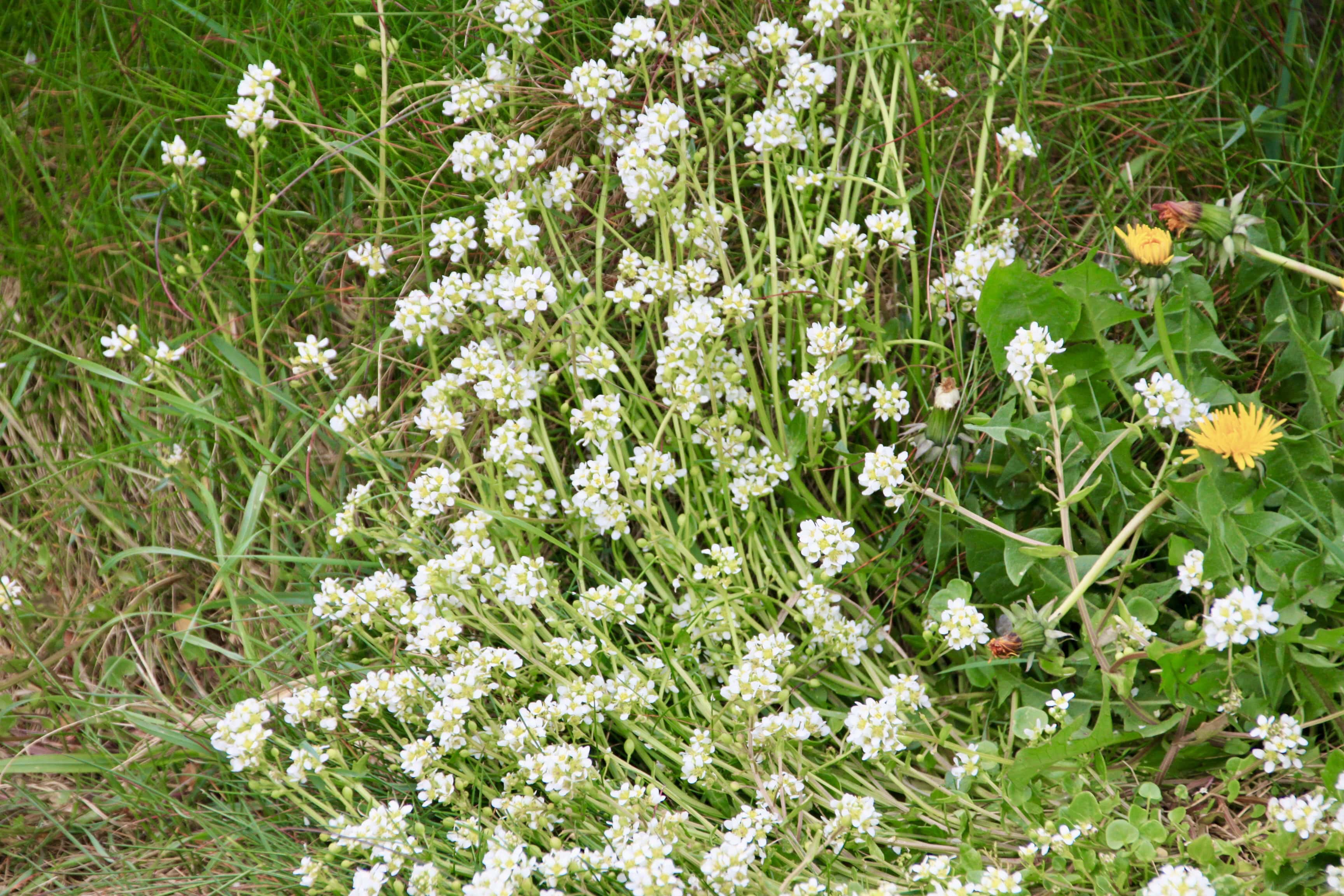 Cochlearia — FOTD May 28