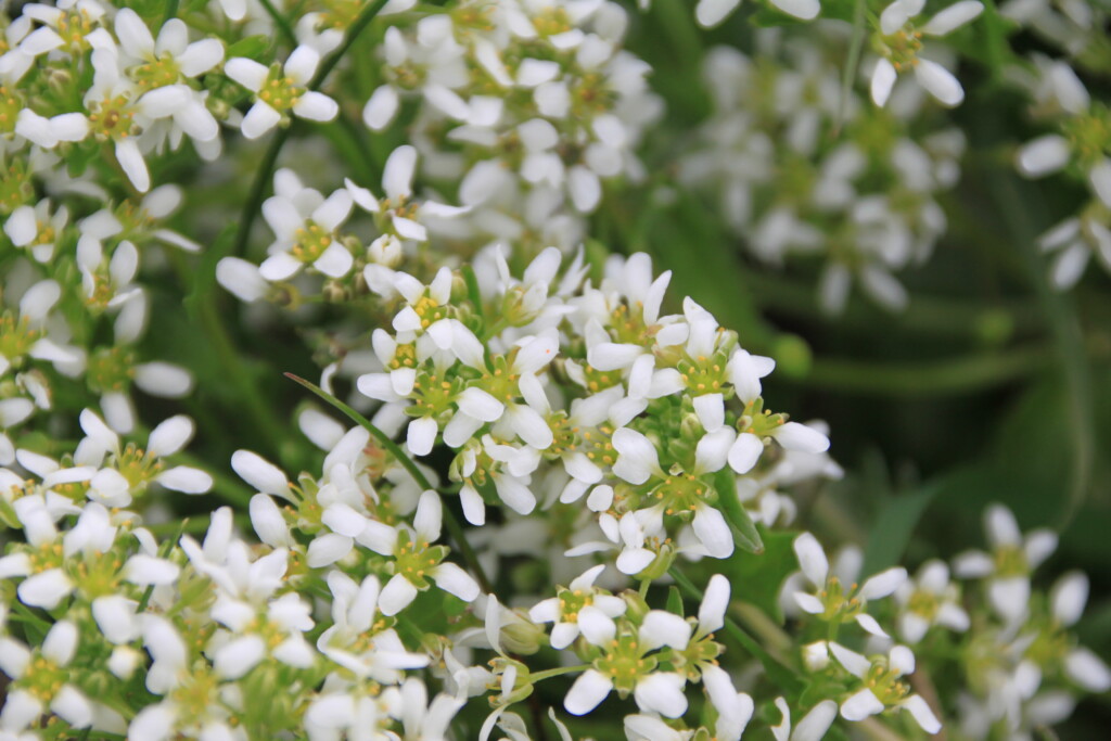 Cochlearia