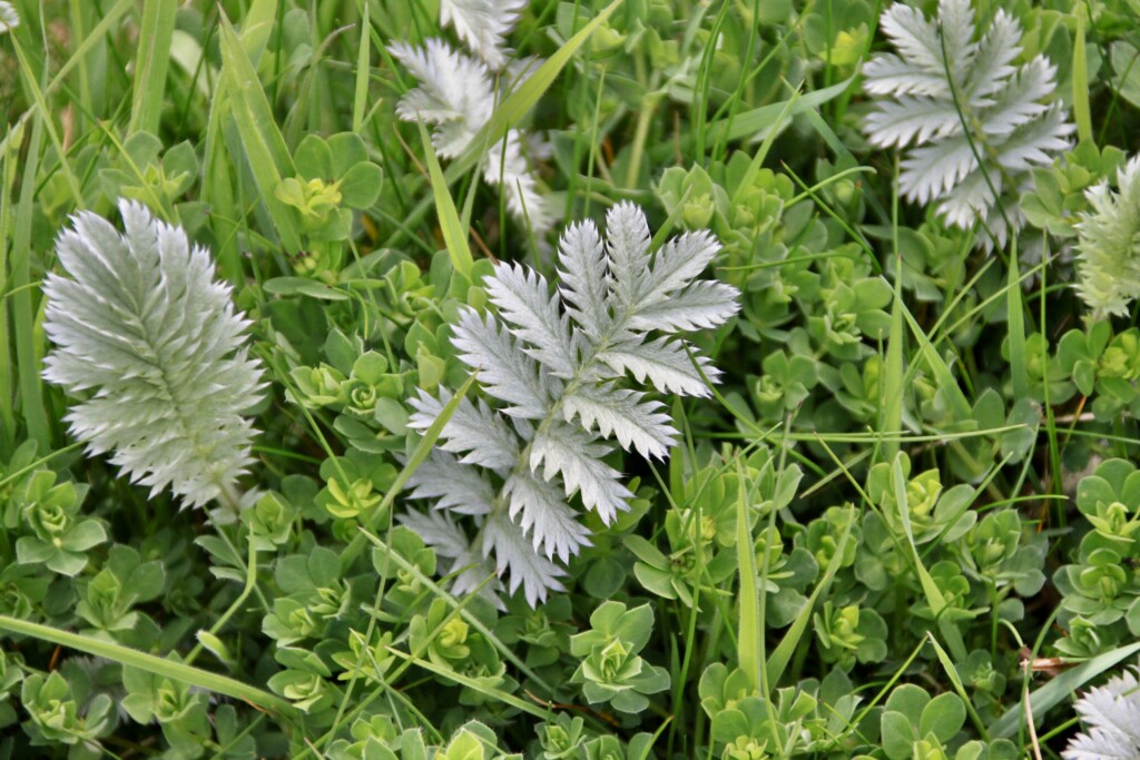 Silver Leaf/Argentina