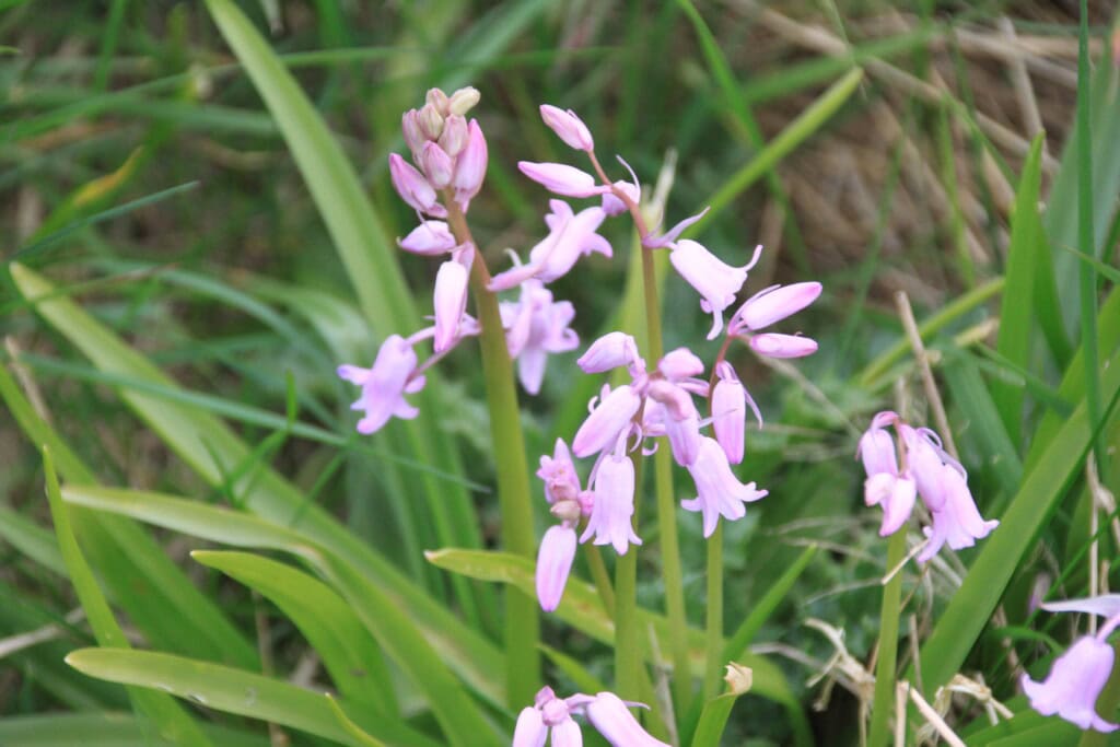 Spanish bluebells
