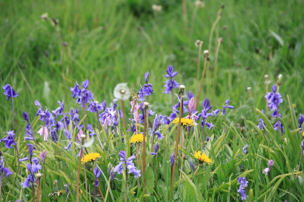 Bluebells & Dandelions