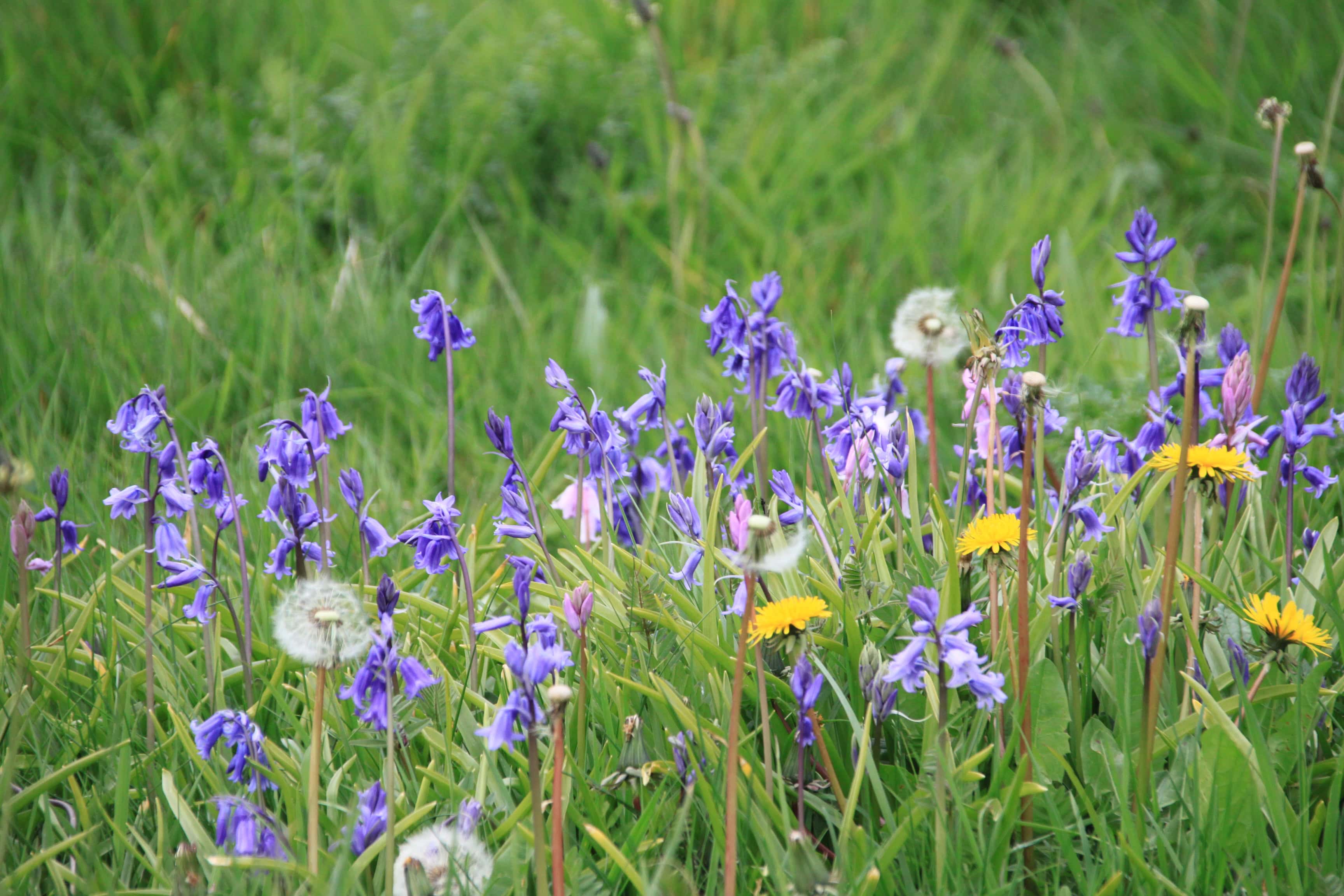 Bluebells & Dandelions — FOTD June 04