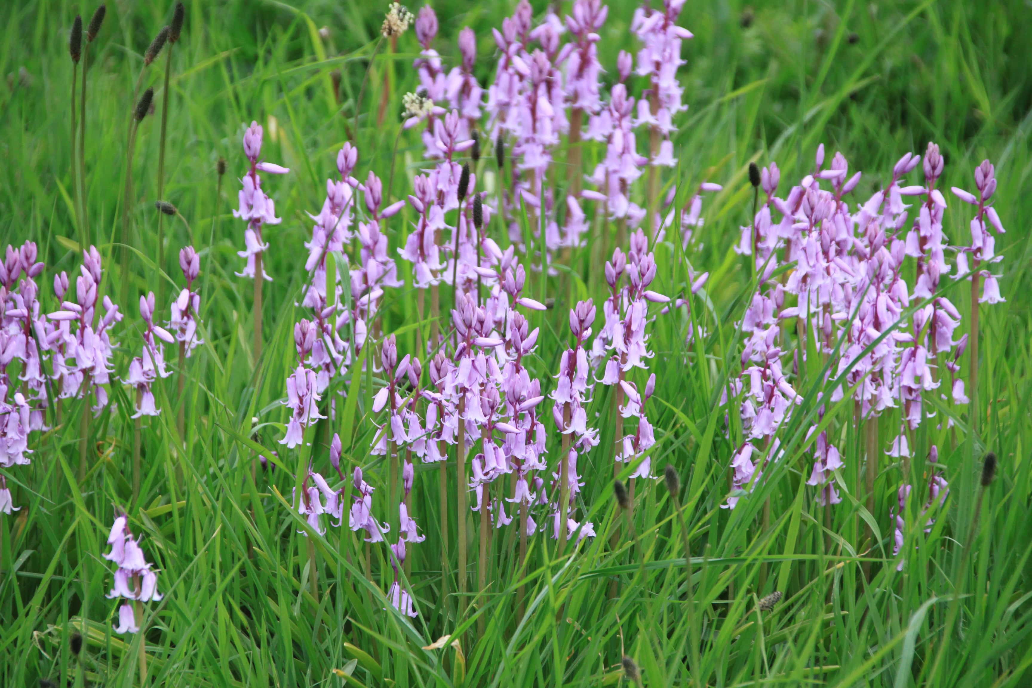Spanish Bluebells — FOTD June 05