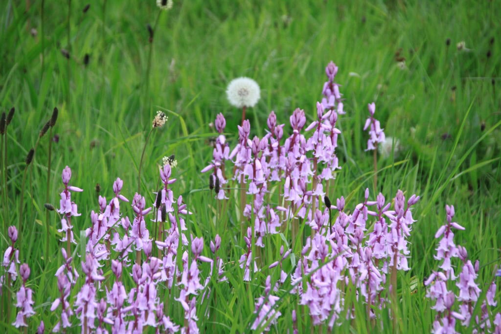 Spanish bluebells