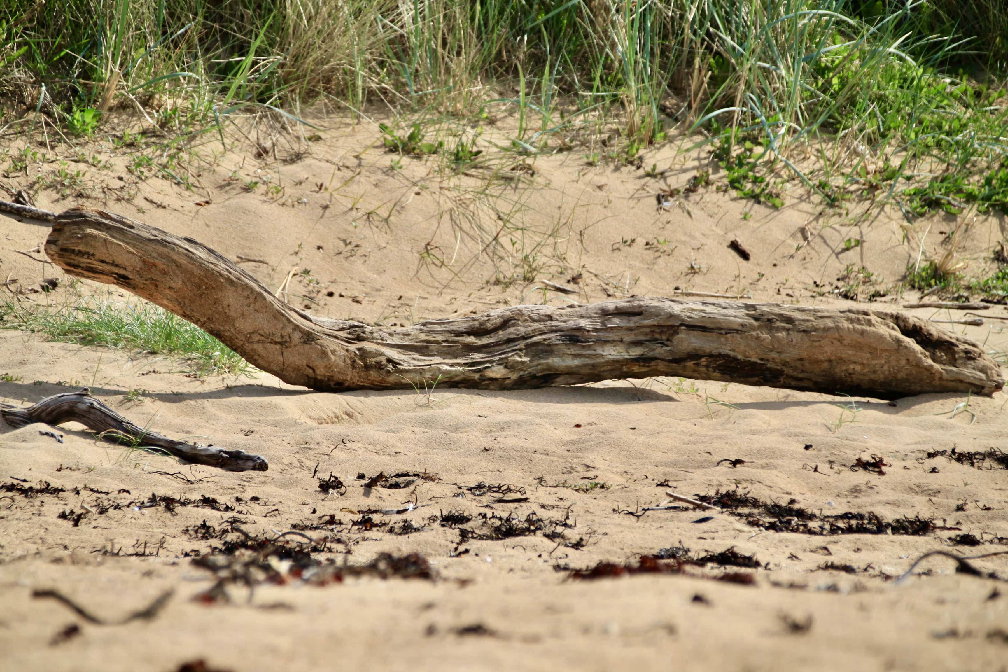 Driftwood #2 — Fan Of… #206