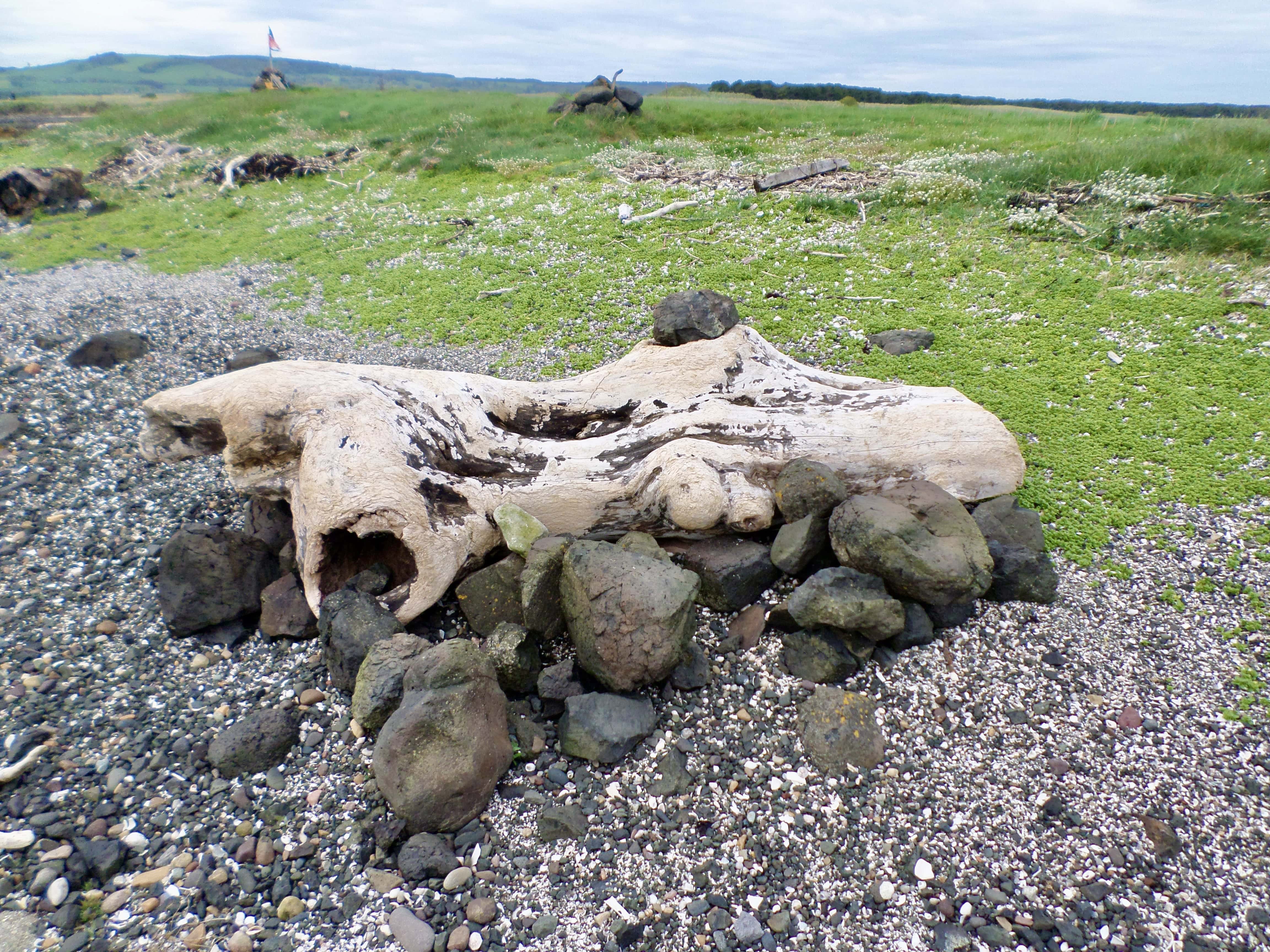 Driftwood #3 — Fan Of… #207