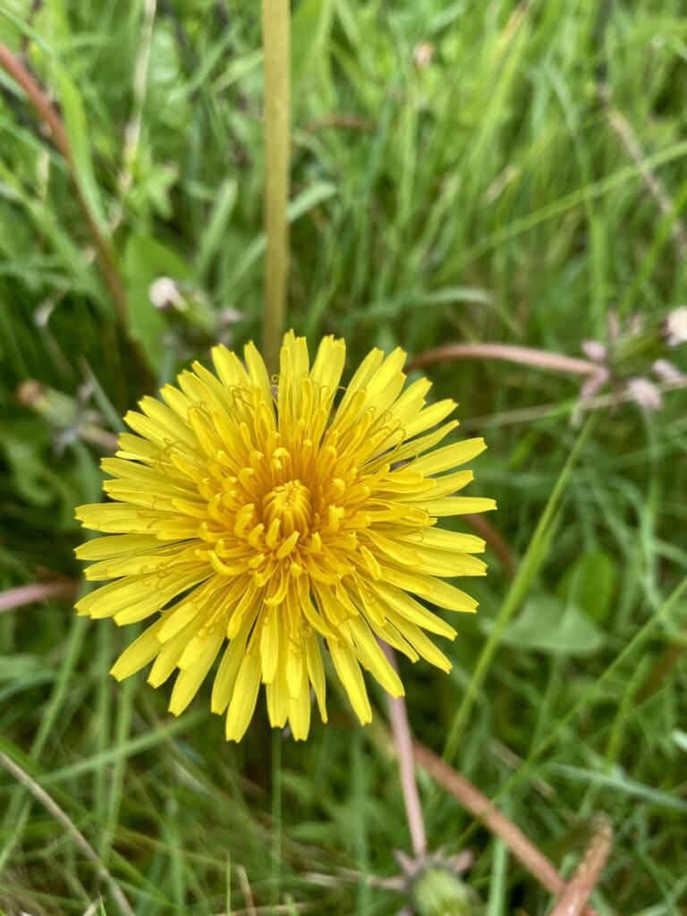 Dandelion
