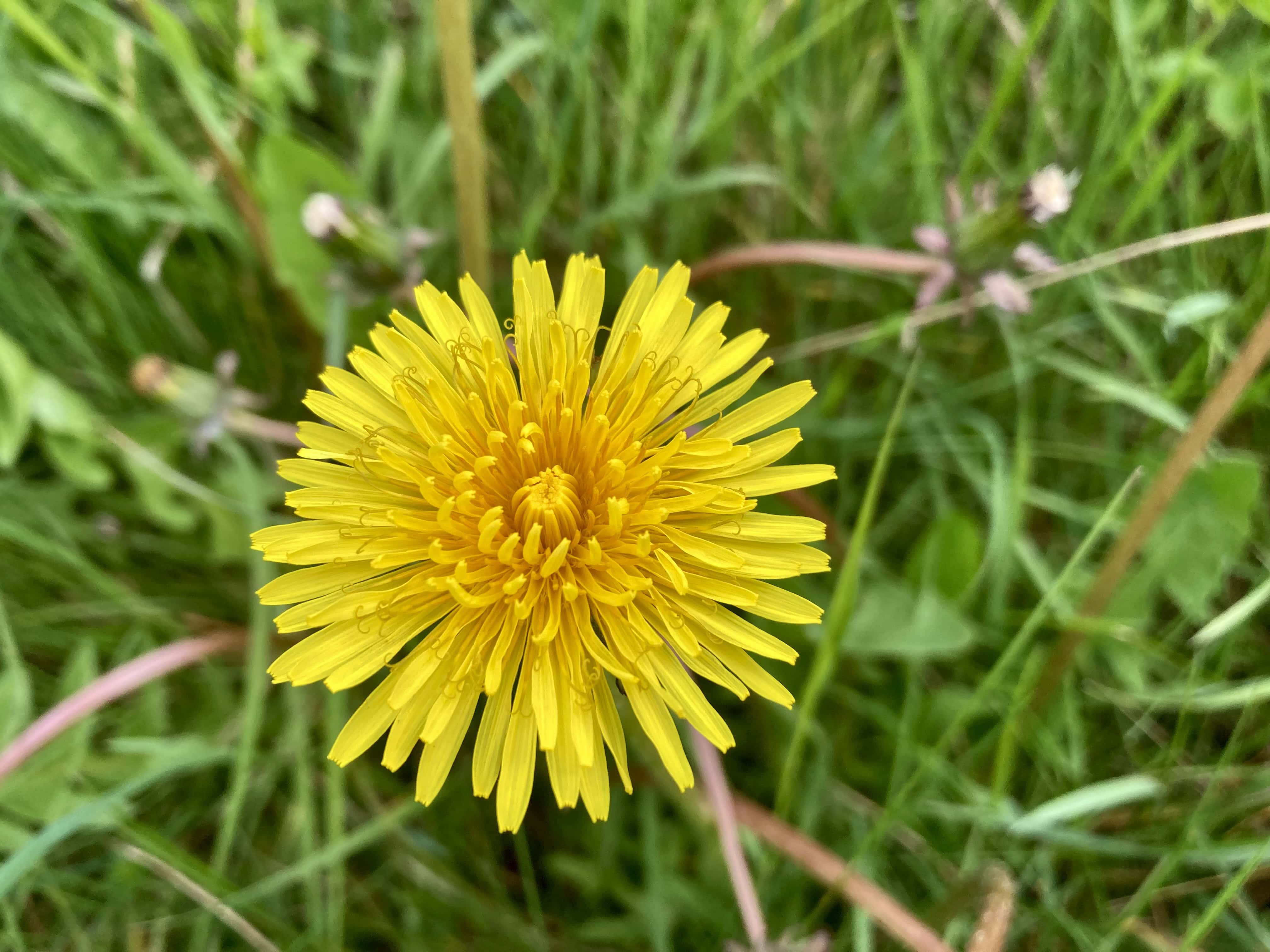 Dandelion — FOTD June 11