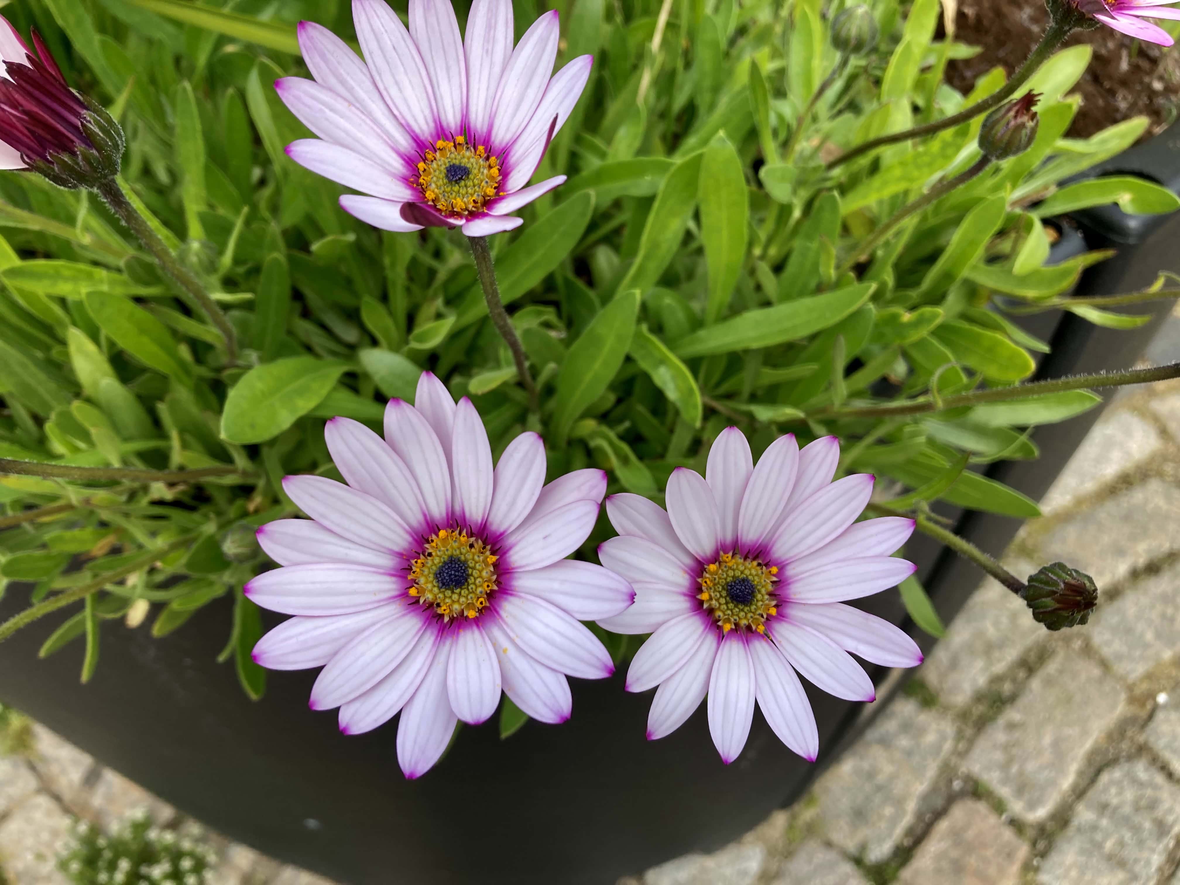 African Daisies — Thursday Trios
