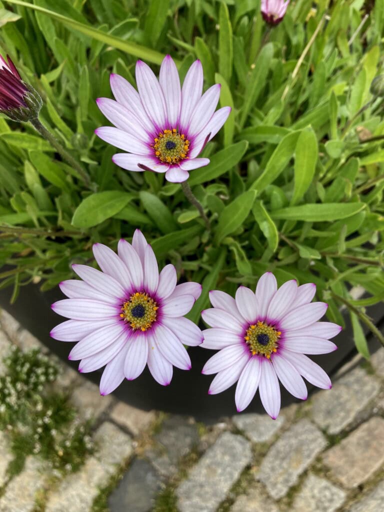 African daisies