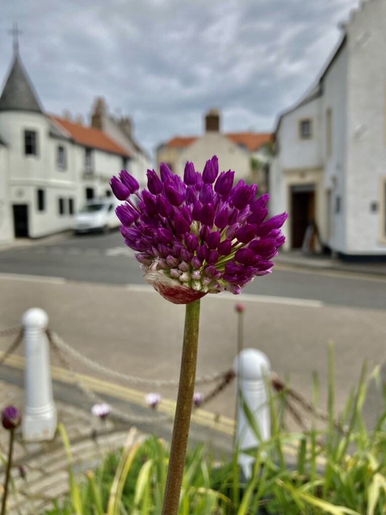 Pink allium
