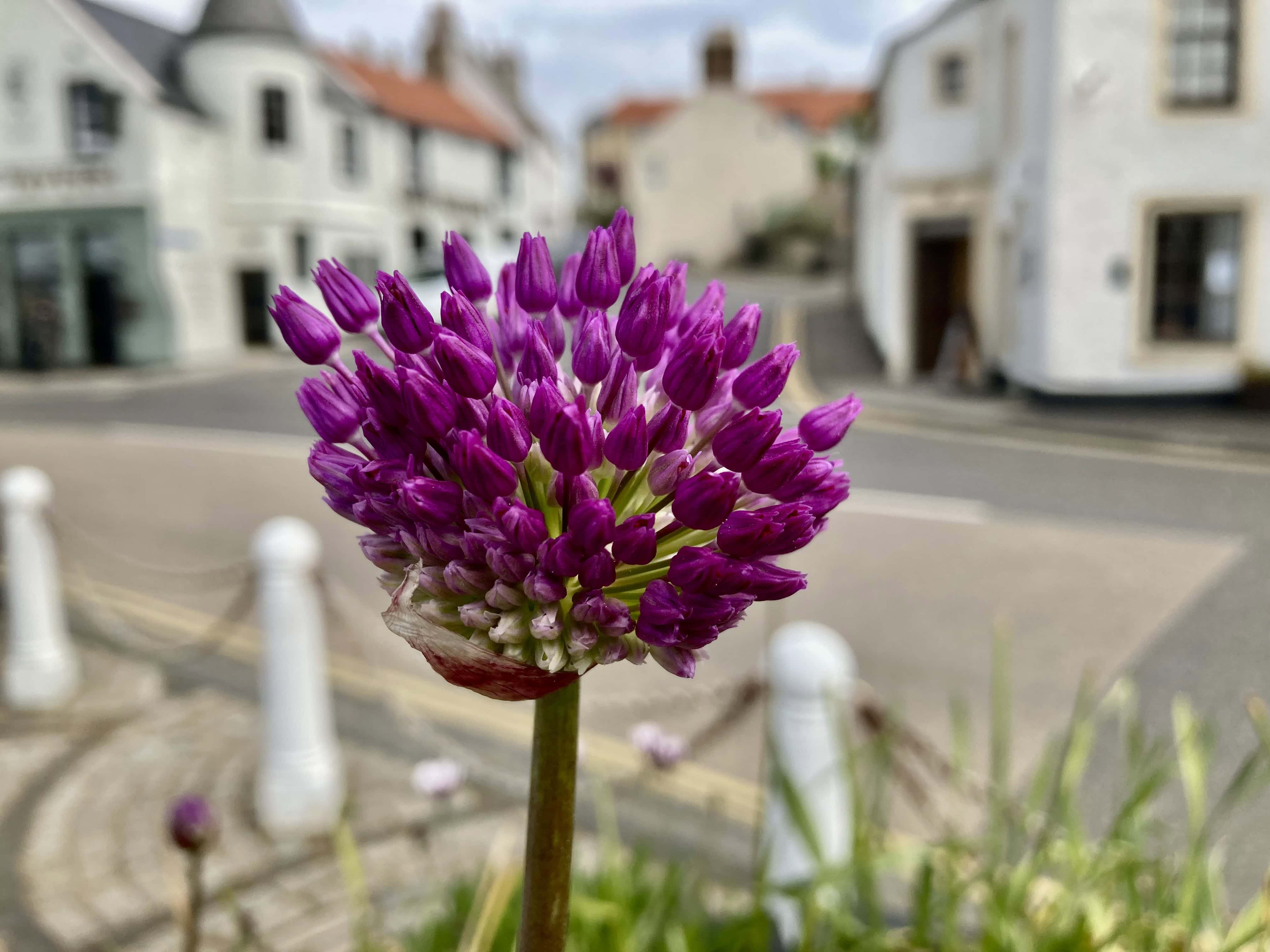 Allium — FOTD June 10