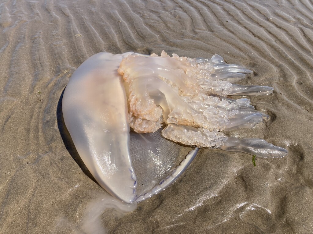Beached jellyfish