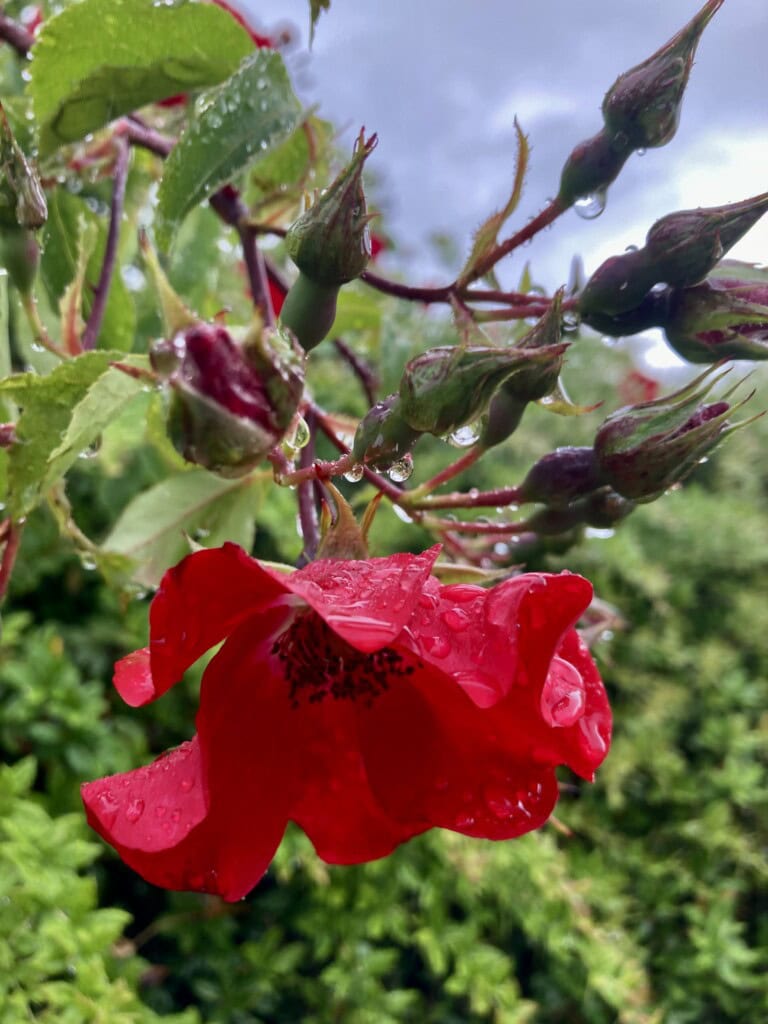 Red rose