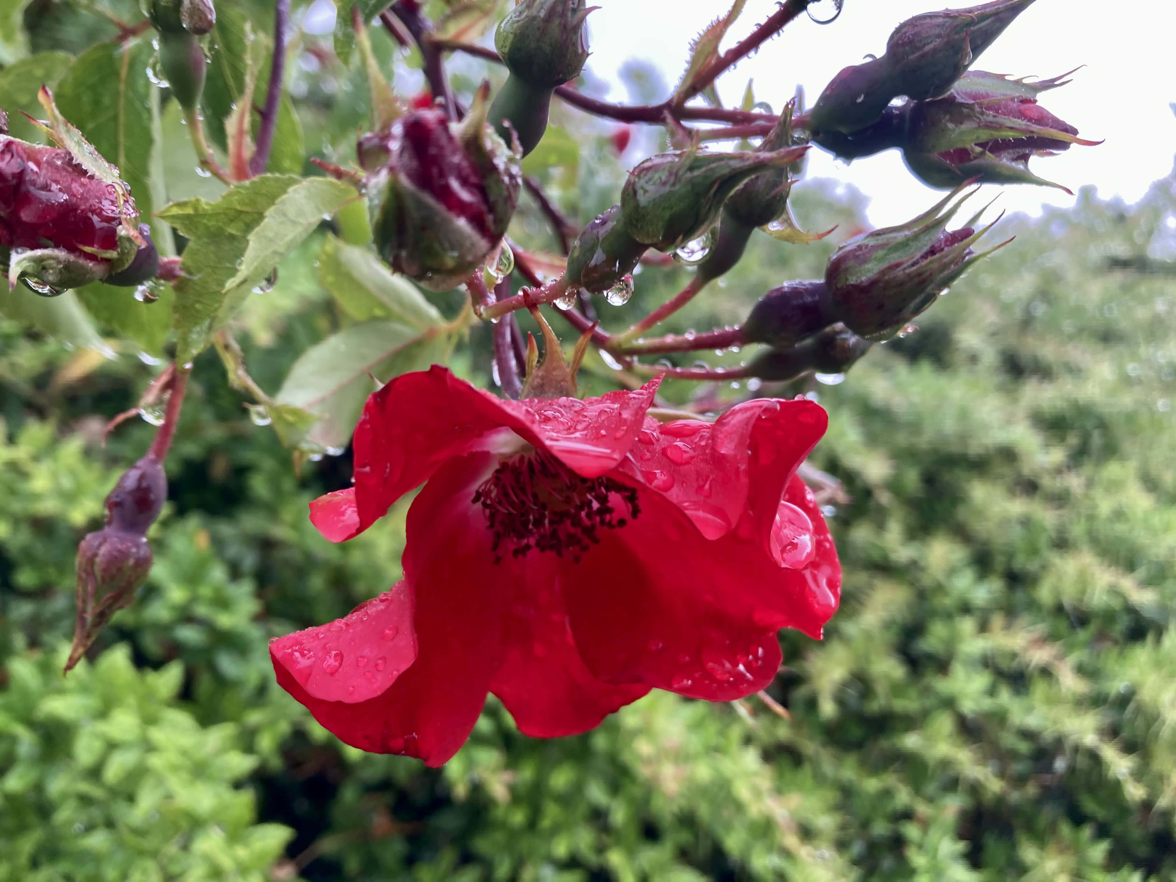 Red Rose & Raindrops — FOTD June 22