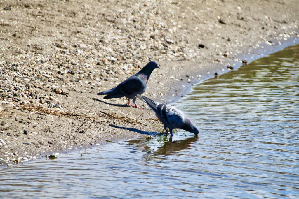 Pigeons having a drink at a beach stream