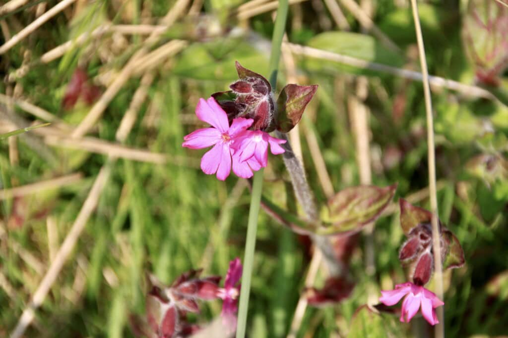Red Catchfly