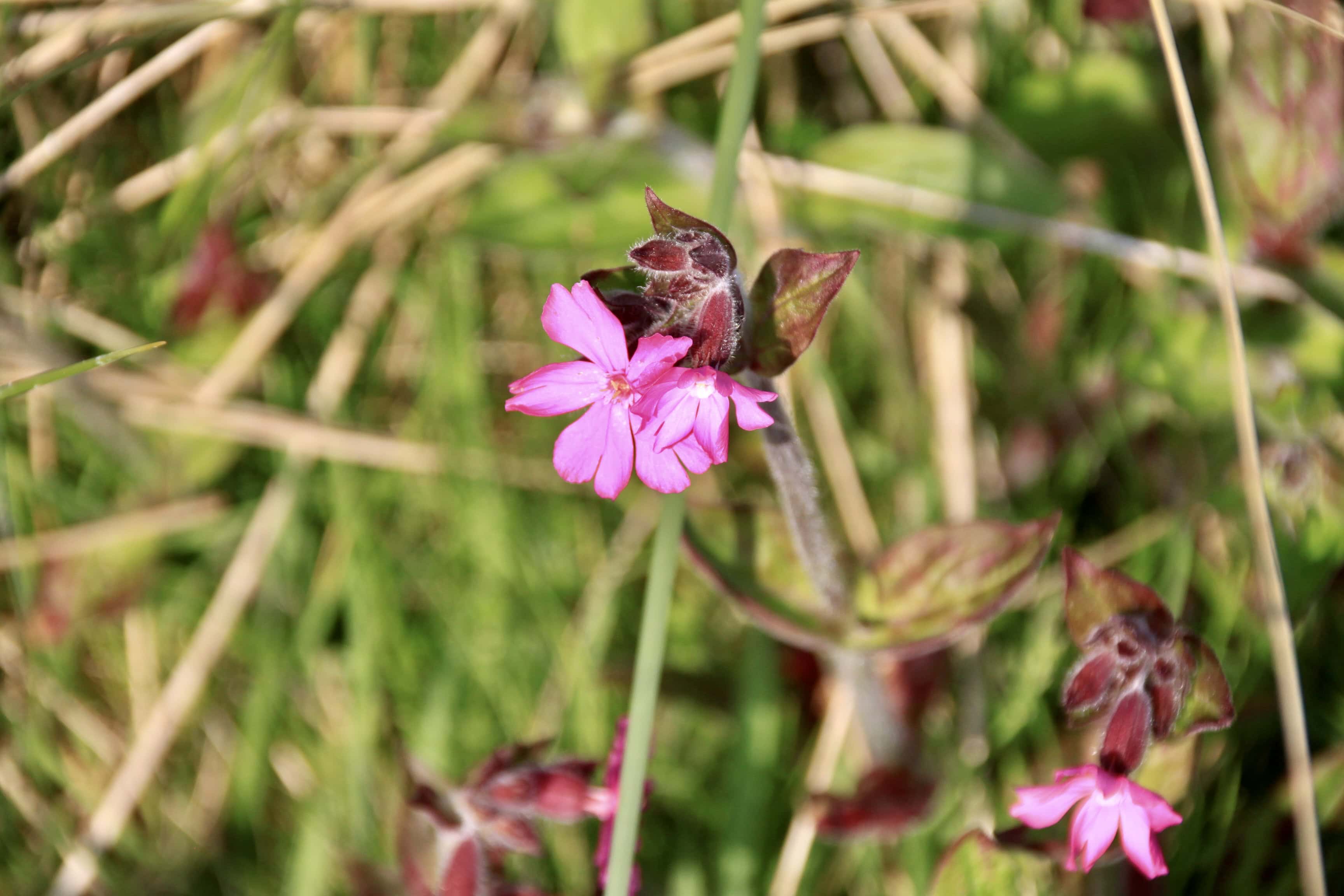 Red Catchfly — FOTD June 13