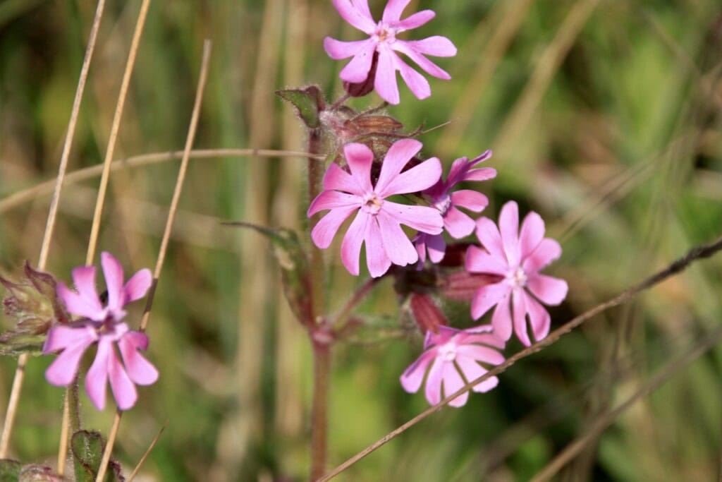 Red Catchfly