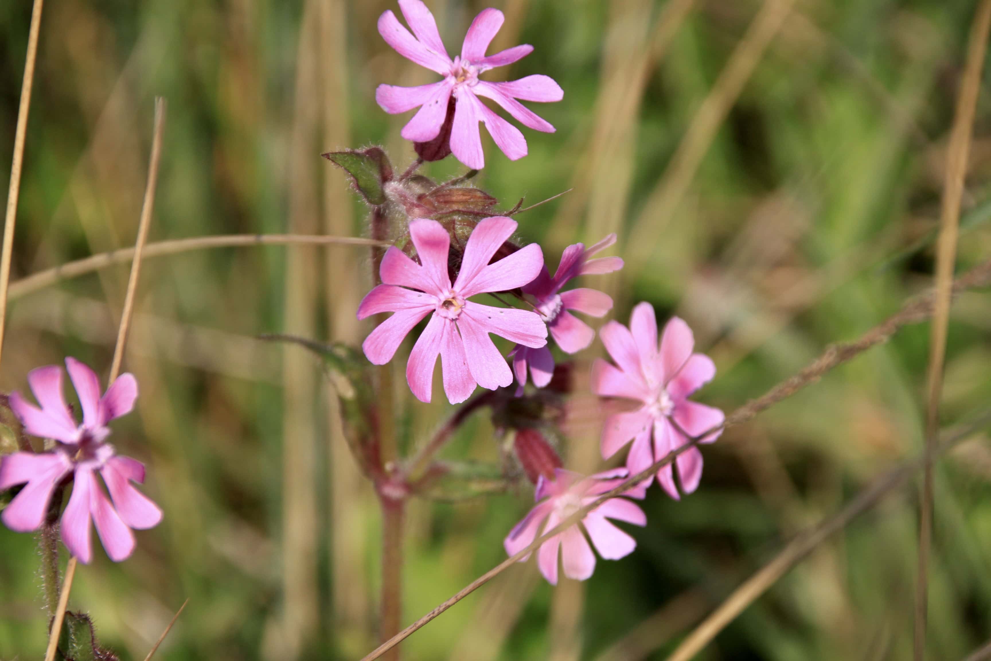 Red Catchfly — FOTD June 14