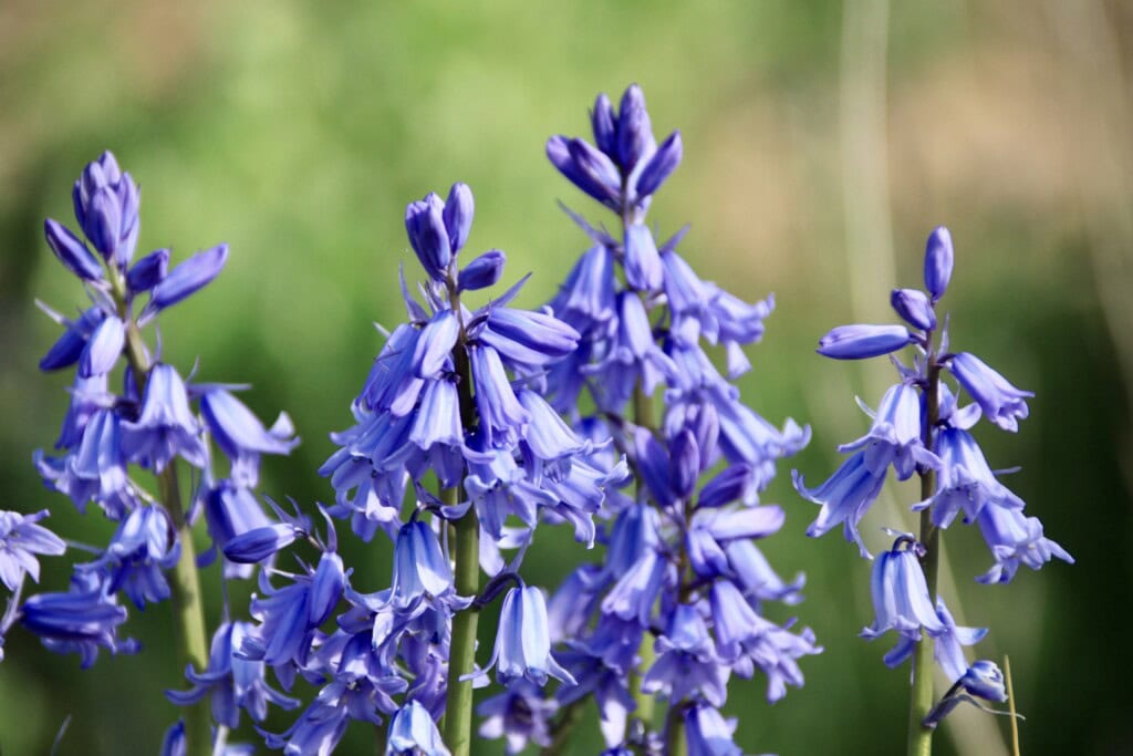Bluebells