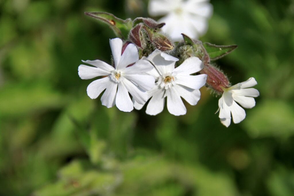 White Campion