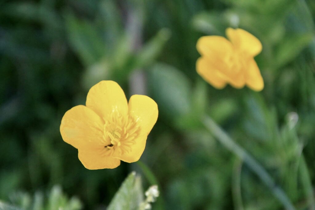 Creeping Buttercup