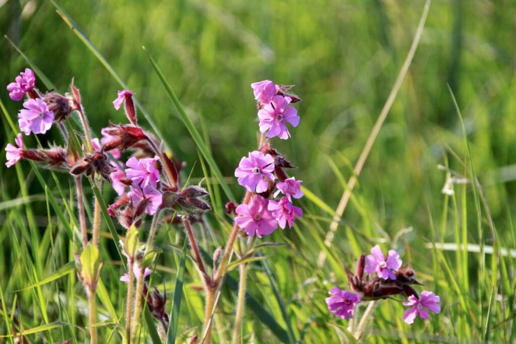 Red catchfly