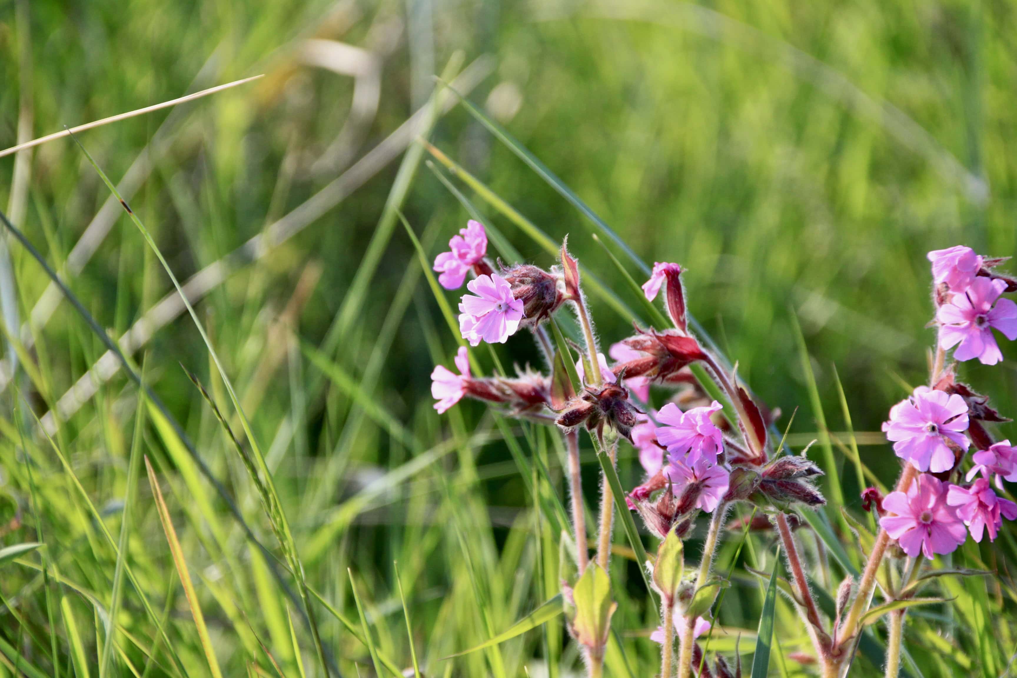 Red Catchfly — FOTD June 24