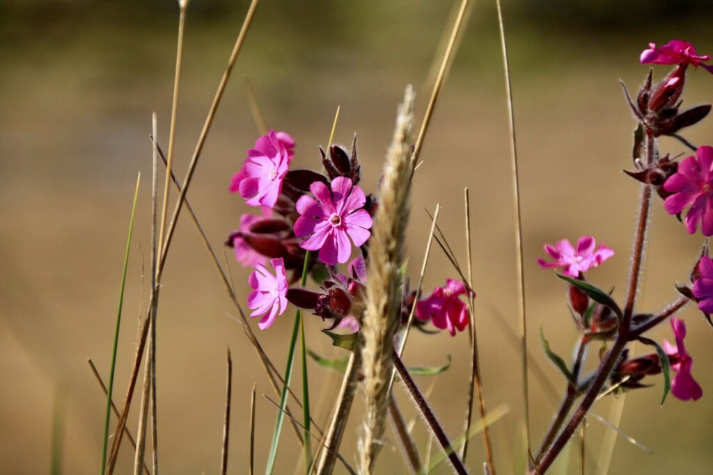 Red Catchfly
