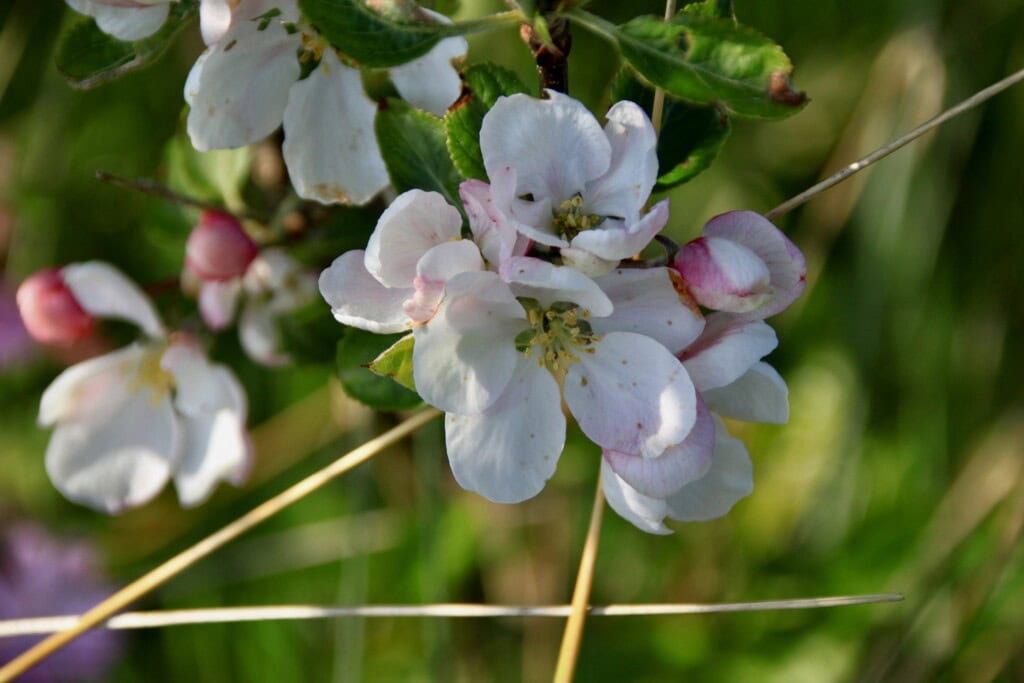 Apple blossom