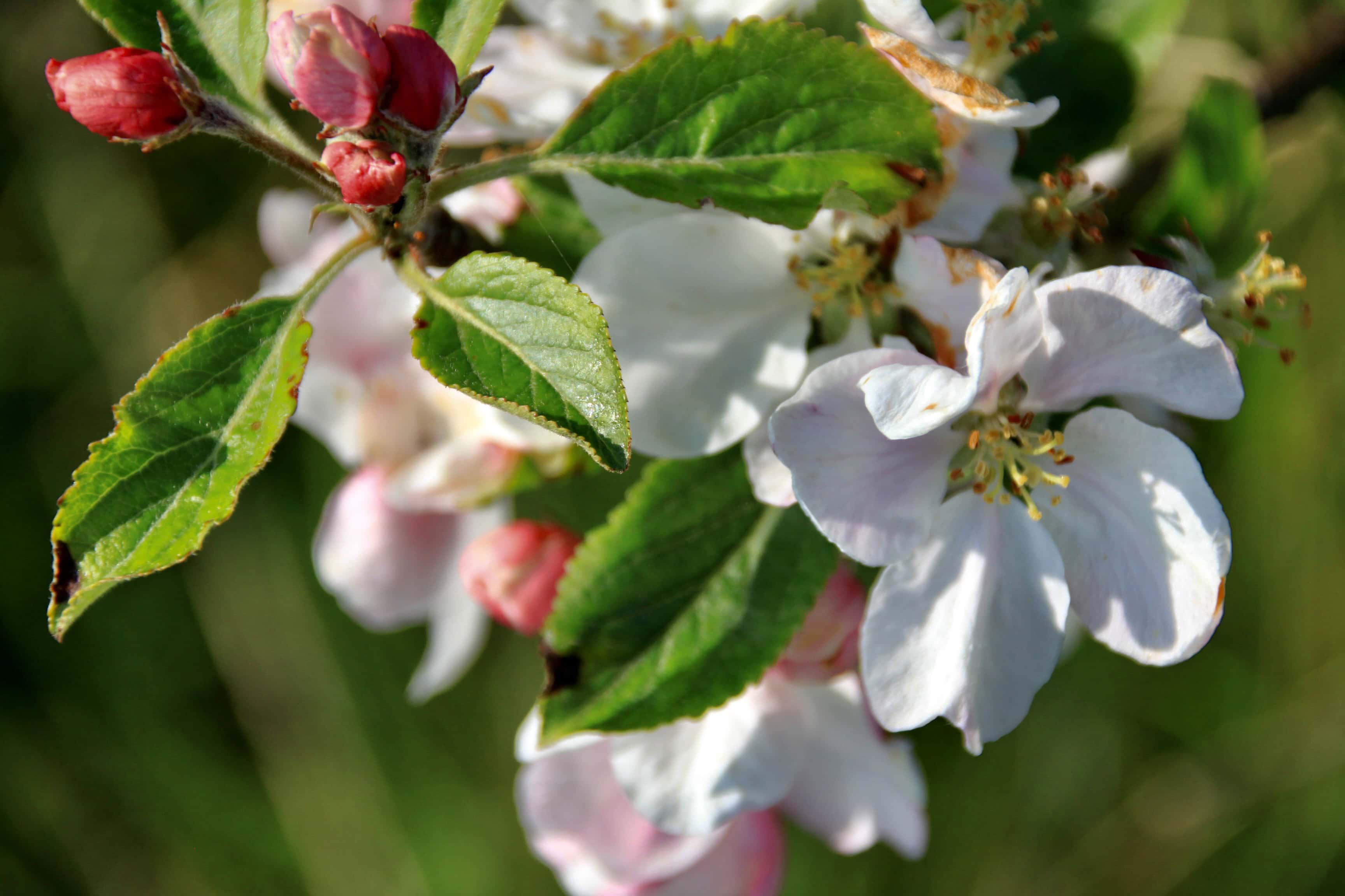 Apple Blossom — FOTD June 19