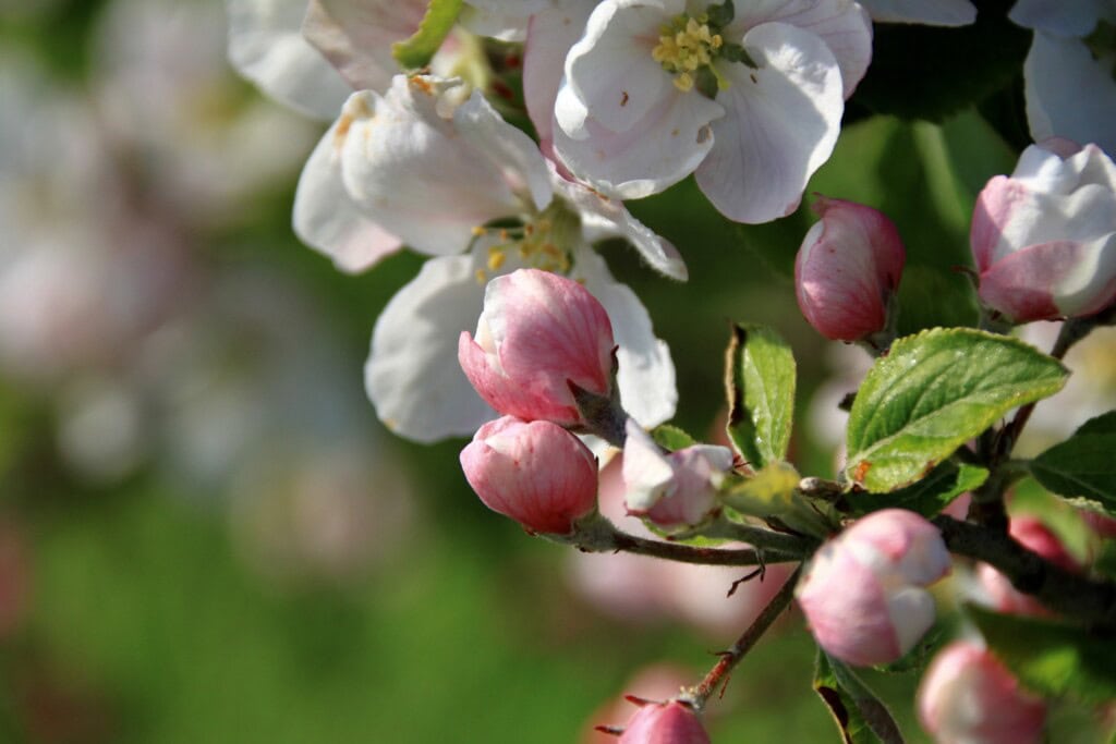 Apple blossom