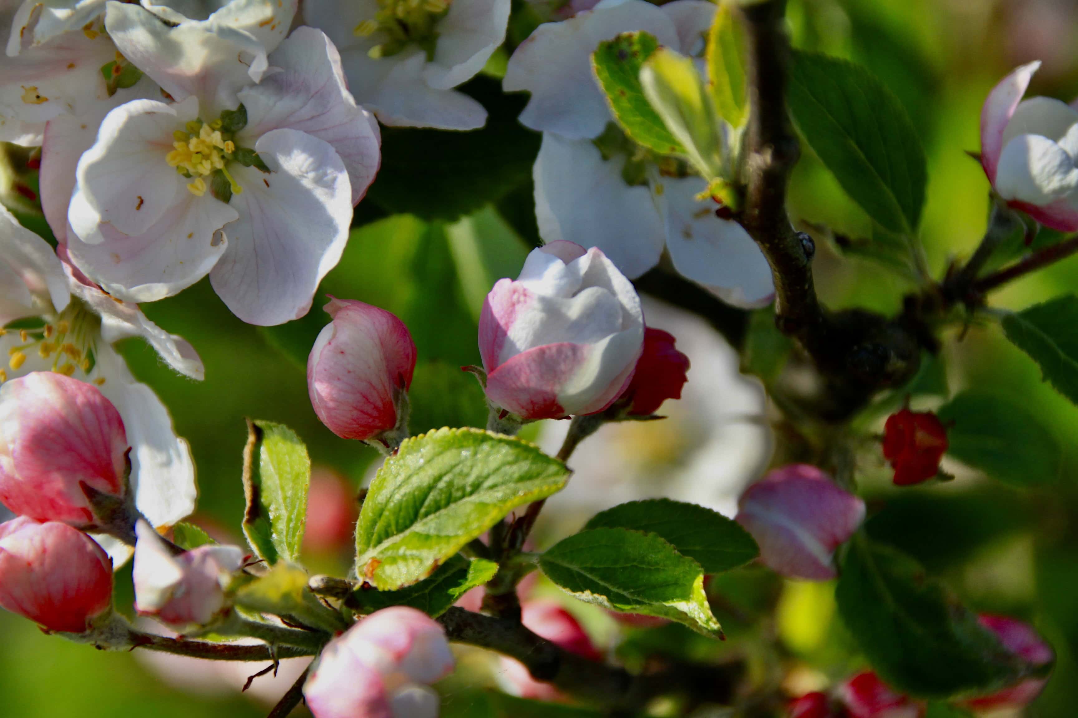 Apple Blossom — FOTD June 20