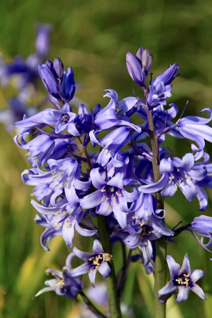 Bluebells