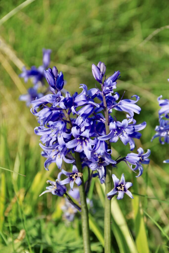 Bluebells