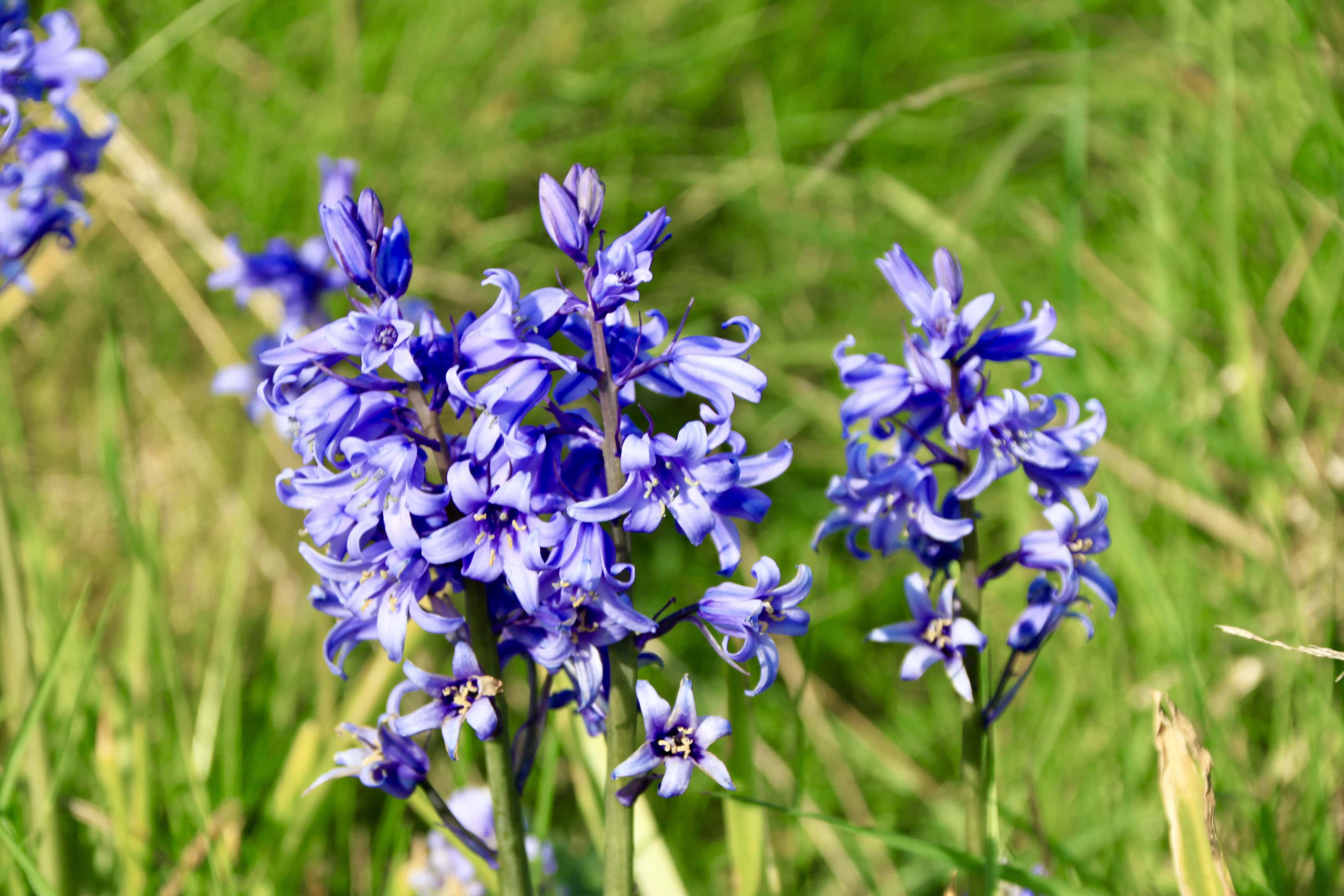 Bluebells — FOTD June 23