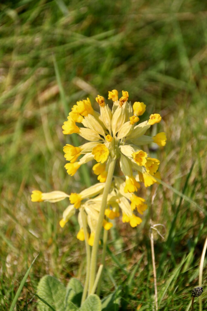 Cowslips