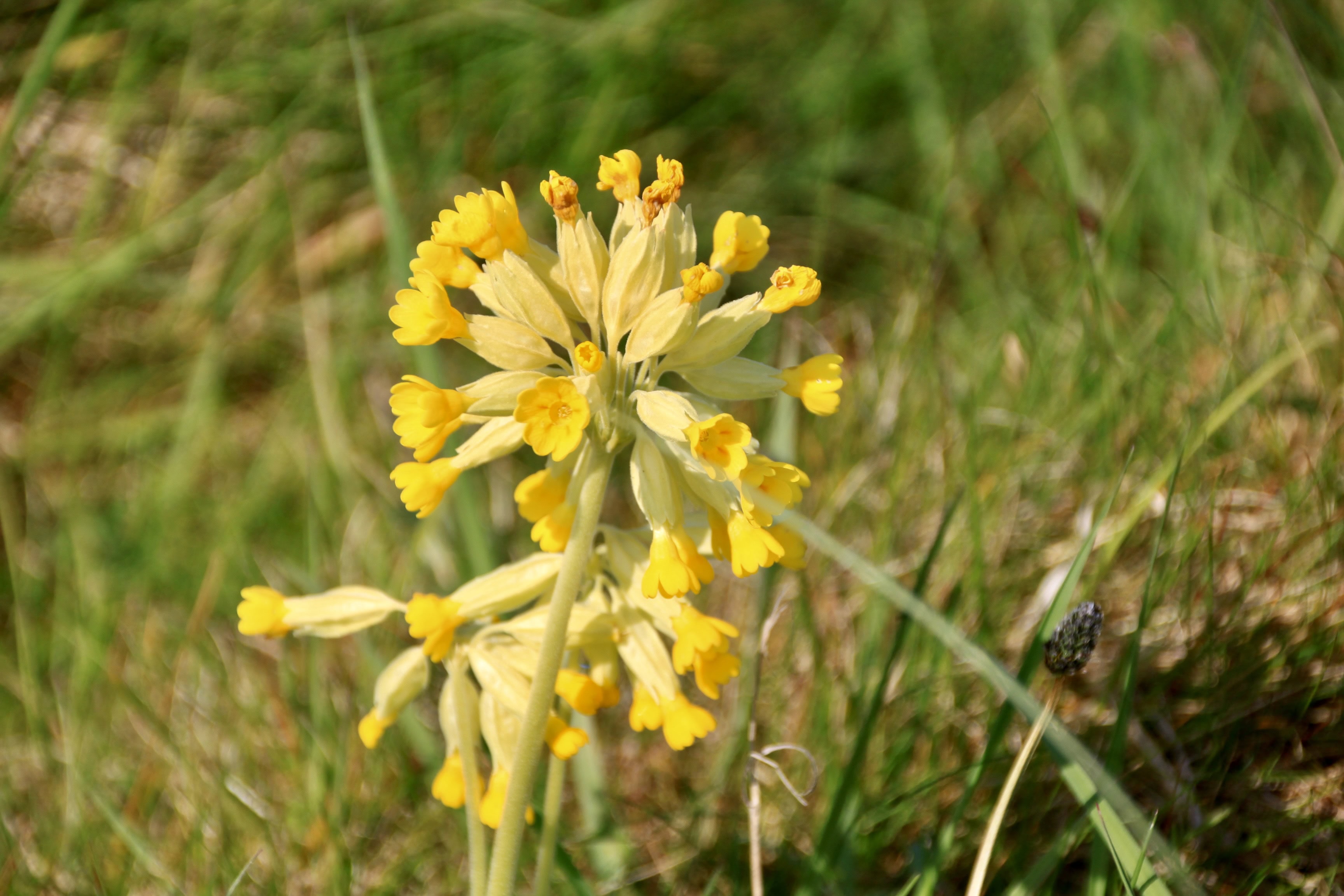 Cowslips — FOTD June 21