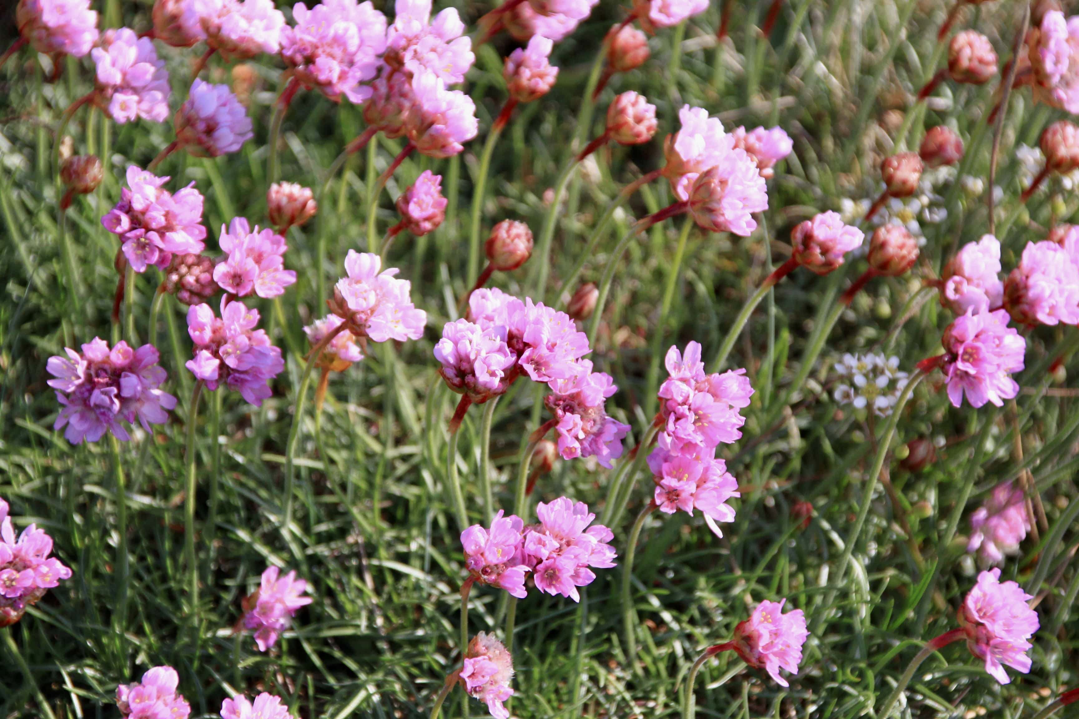 Thrift — FOTD June 27