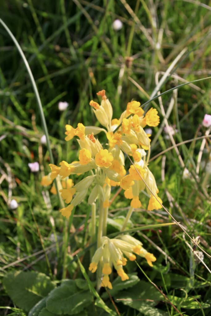 Cowslips