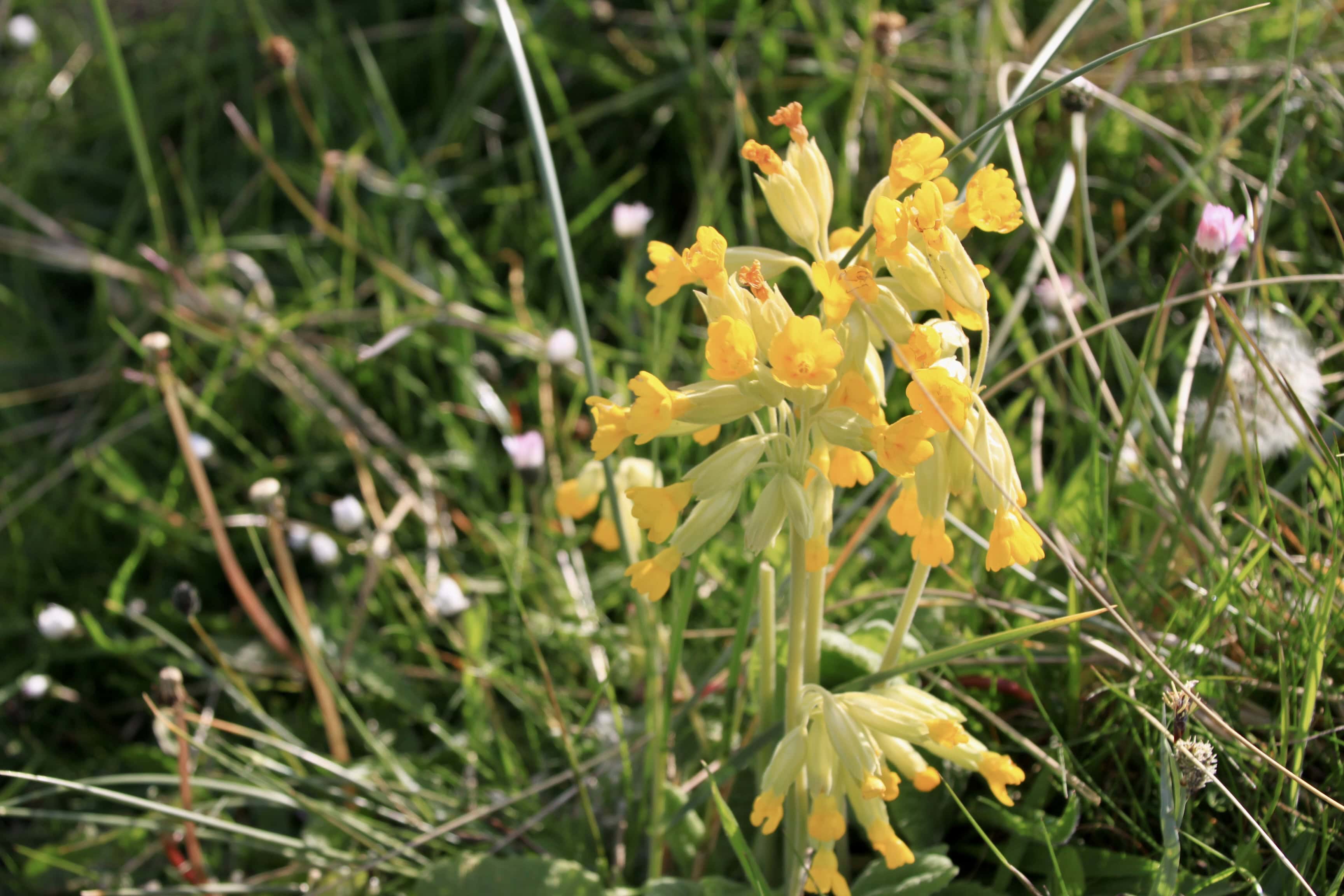 Cowslips — FOTD June 30
