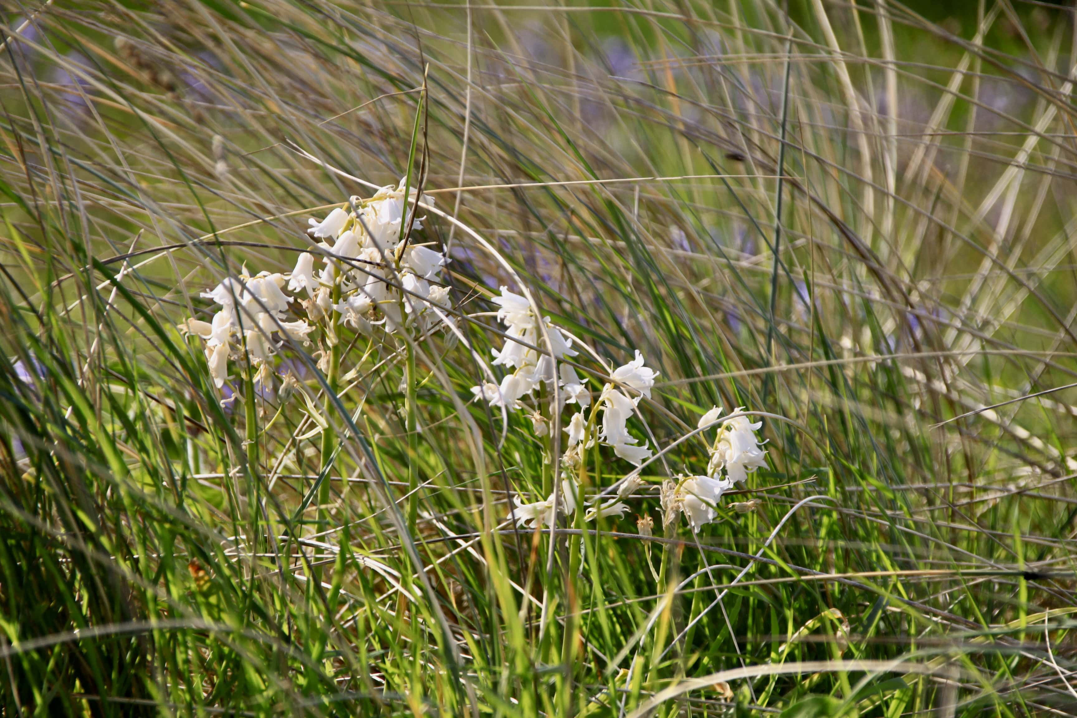 Spanish Bluebells — FOTD July 01