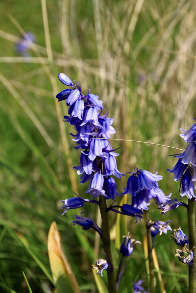 Bluebells