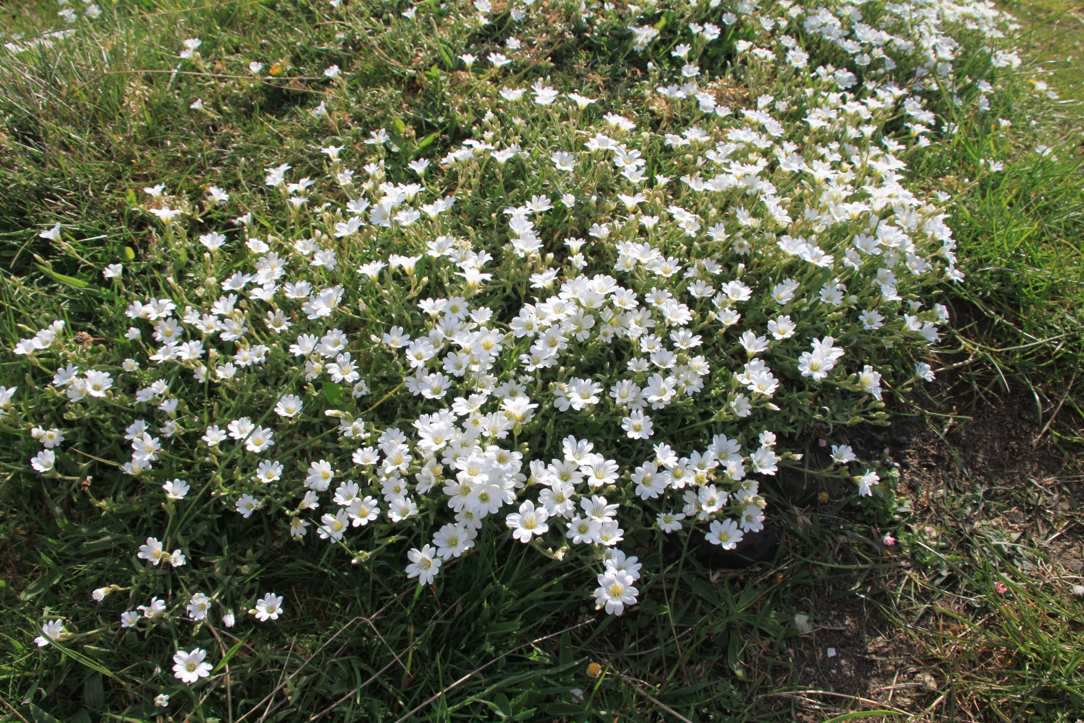 Field Mouse-Ear — FOTD July 04