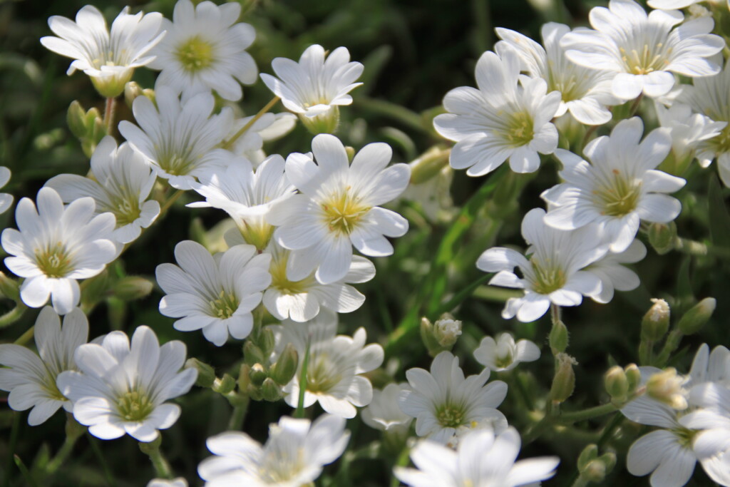 Field mouse-ear