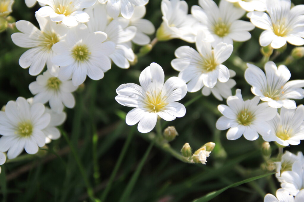 Field mouse-ear