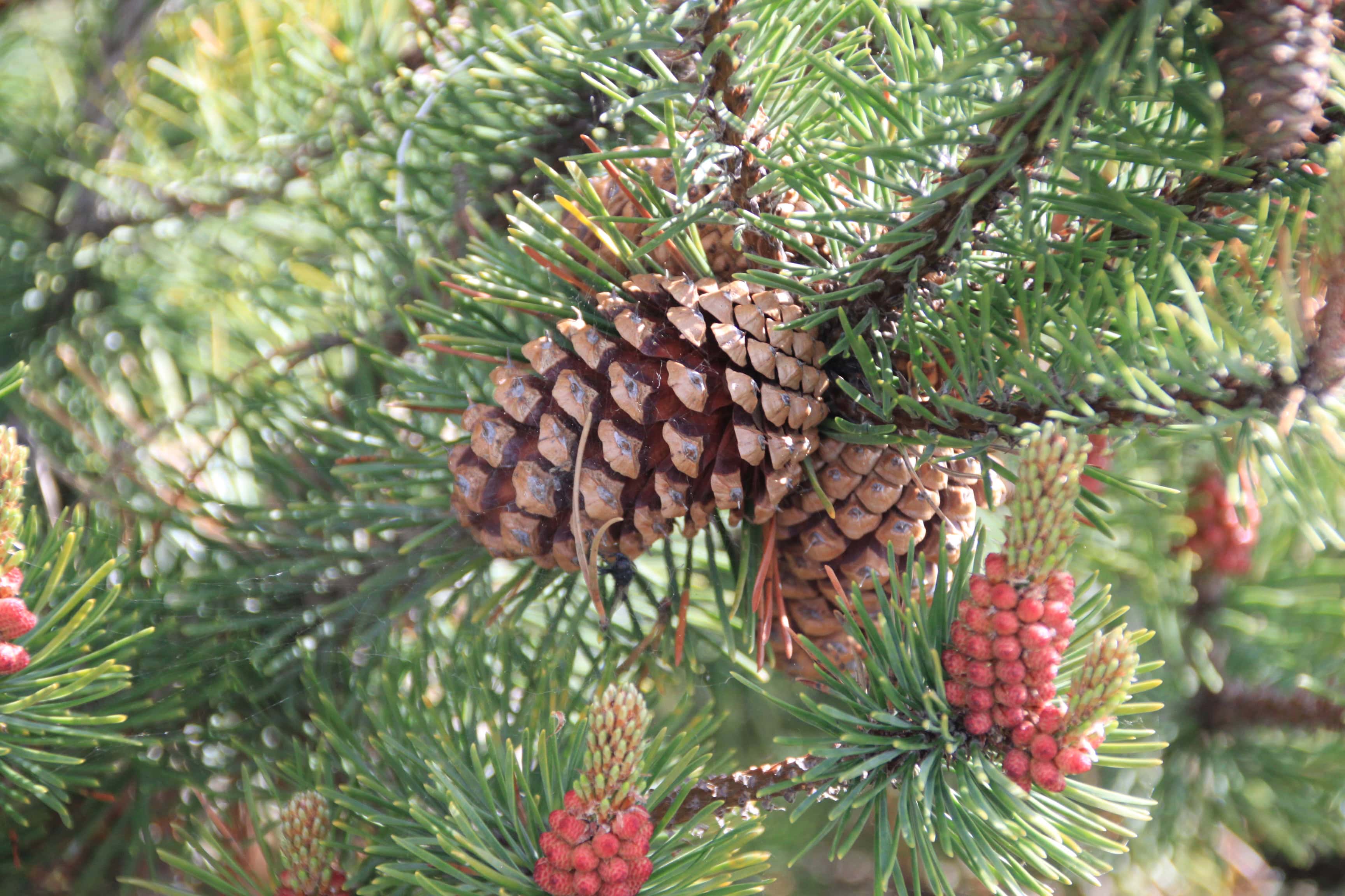Pine cones — FOTD July 06