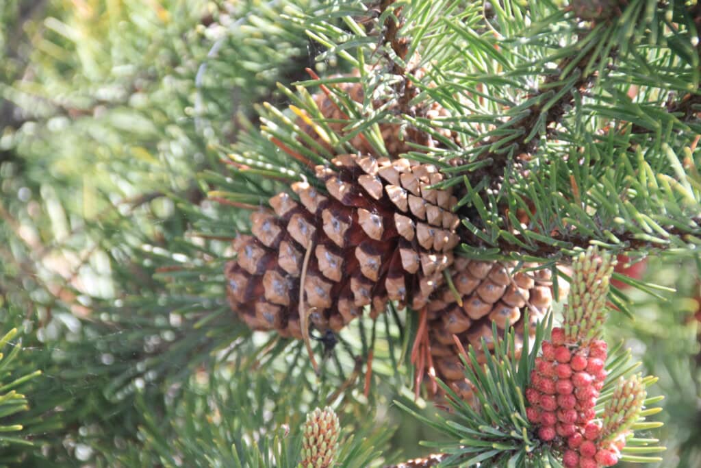 Pine cones