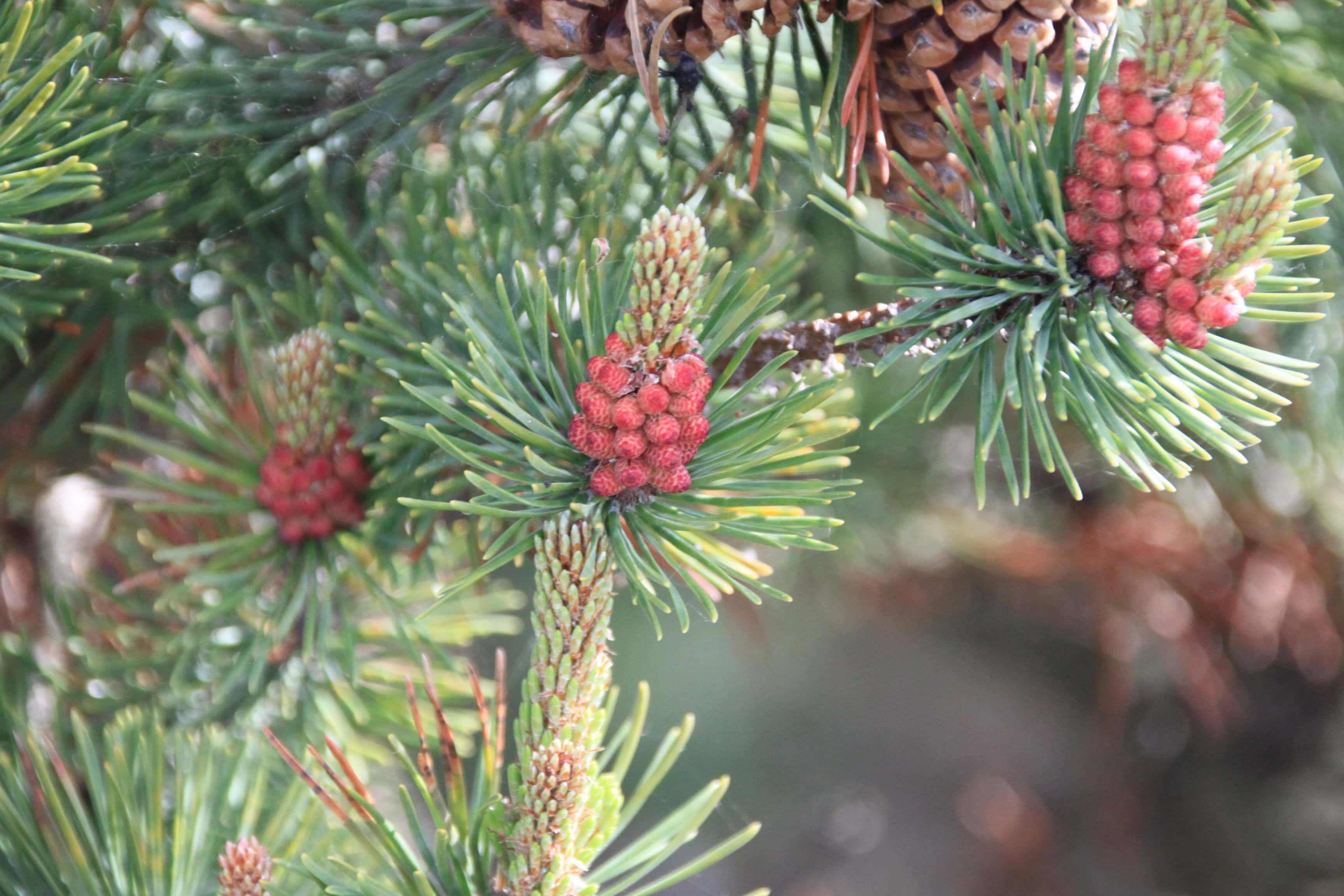 Pine — FOTD July 07